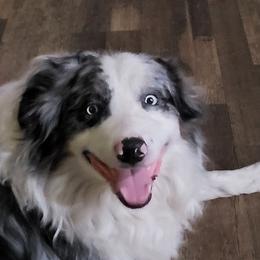 Blue - Australian Shepherd