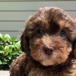 Cavapoos from Cookies & Cream Sundae