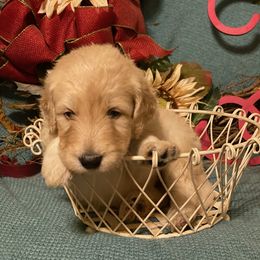 Goldendoodle Puppies from Toneytails Doodles
