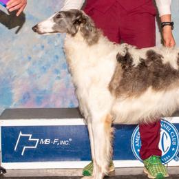 Calmar - Borzoi