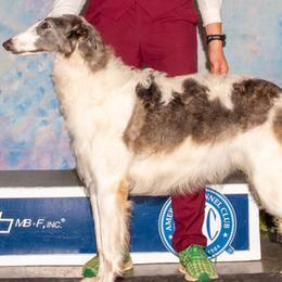 Calmar - Borzoi