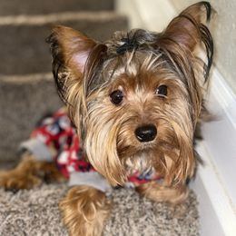 Miko - Yorkshire Terrier