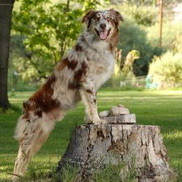 Australian Shepherds from 4-N Aussies