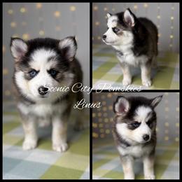 Linus - Silver and white male Pomsky puppy in Rossville, Georgia from Scenic City Pomskies
