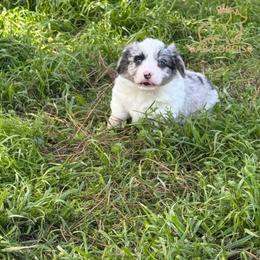 Moe - Blue merle and white male American Corgi puppy in Gainesville, Texas from AB Corgis