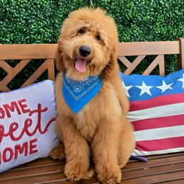 Lennon's Blue Boy - Red  male Goldendoodle puppy in Kountze, Texas from Texas Doodles LLC