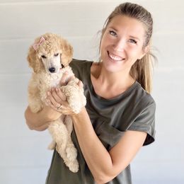 Bernedoodle, Goldendoodle, and Poodle Puppies from Central Valley Canine Companions
