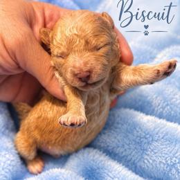 Biscuits - Brown male Shihpoo puppy in Cooper City, Florida from Jenny La Bone