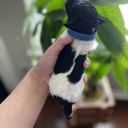 Goldendoodle Puppies from Sammy's Doodles