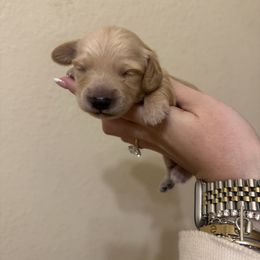 Boy 2 Yellow Collar - Cream male Dachshund puppy in Grandview, Texas from LF & Co Dachshunds