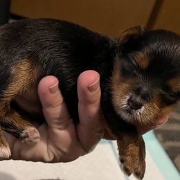 Girl 2 - Chocolate, tan and white Yorkshire Terrier puppy in Hope, Kansas from Emerald City Yorkie’s