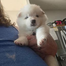 Anakin - White and biscuit male American Eskimo Dog puppy in Grants Pass, Oregon from SnH Eskies