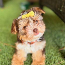 Yorkshire Terrier Puppies from Ja'Dor Yorkies