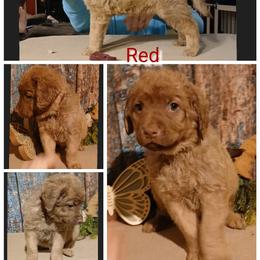 Boy 3 - Light brown male Chesapeake Bay Retriever puppy in Laporte, Minnesota from Northern Odyssey Gun Dogs