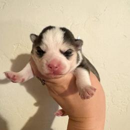1 - Gray and white female Pomsky puppy in La Verne, California from Red Cedar Pomskies