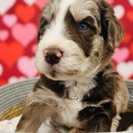 Red Merle Boy - Red merle male Aussiedoodle puppy in Oklahoma City, Oklahoma from Royal Paw Aussiedoodles