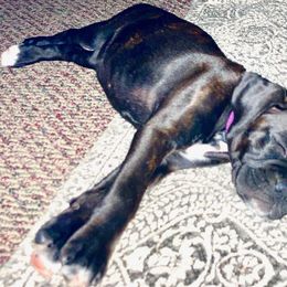 Boxer Puppies from Winchester Boxers