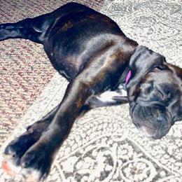 Boxer Puppies from Winchester Boxers
