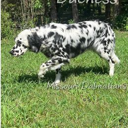 Dalmatian Puppies from Missouri Dalmatians