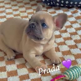Prada - Blue fawn female French Bulldog puppy in Newport News, Virginia from Emotional Support Babies