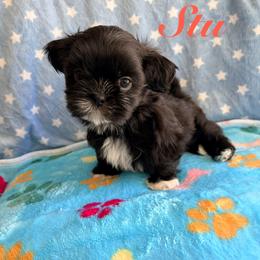 Stu - Black male Shih Tzu puppy in Hemet, California from Aloha Shih Tzu