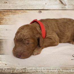 Poodle Puppies from Red Barn Moyen Poodles