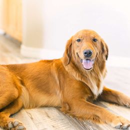 Phoenix - Golden Retriever