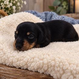 Kane - Black and tan male Dachshund puppy in Greenfield, Ohio from Buck Run Creek Dachshunds