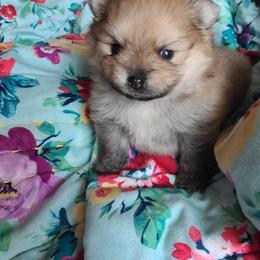 Pomeranian Puppies from Gypsy Poms