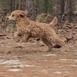 Yellow Collar - Apricot female Poodle puppy in Vass, North Carolina from Dakliff Standard Poodles