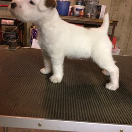 Jack Russell Terrier Puppies from Huckle Hill Jack Russell Terriers