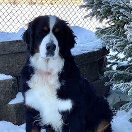 Luna - Bernese Mountain Dog