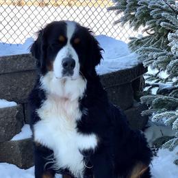 Luna - Bernese Mountain Dog