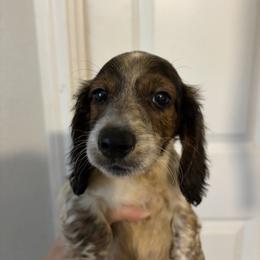 Hati - Piebald male Dachshund puppy in Conroe, Texas from R&M Dachshunds