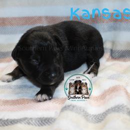 Kansas - Black tri-color male Australian Shepherd puppy in Crockett, Texas from Southern Paws Mini Aussies