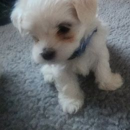 Maltese Puppies from Arizona Maltese Gems