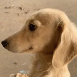 Bella - Dachshund