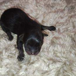 Bacardi - Black female Pomeranian puppy in Illinois from Maribel Poms