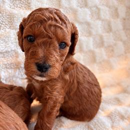 Dunston - Red male Cockapoo puppy in Ellaville Ga, Georgia from Lakeside Cockapoos
