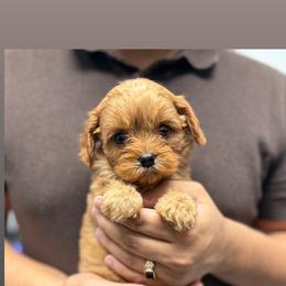 Cavapoo Puppies from Woodland poodles and Cavapoos