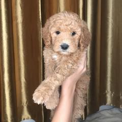 Goldendoodle and Irish Doodle Puppies from PollyWally Doodle