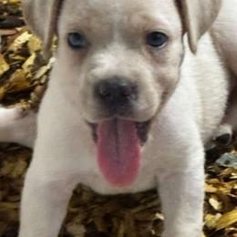 Kayla - Fawn female Cane Corso puppy in Chesapeake, Virginia from 948 Cane Corso