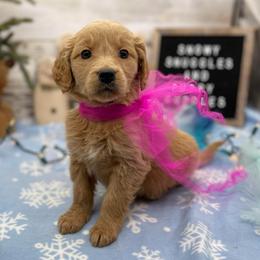Indigo - Apricot female Goldendoodle puppy in Lisbon, Ohio from Willow Lane Doodles