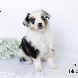 Bonnie - Blue merle female Miniature Australian Shepherd puppy in Wooster, Ohio from Kari's Mini Aussies