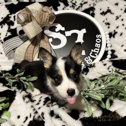 Pembroke Welsh Corgi Puppies from S7 Corgis and Chaos