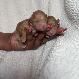 Lewis - Apricot male Poodle puppy in Knightdale, North Carolina from House of Paws Heritage Nursery