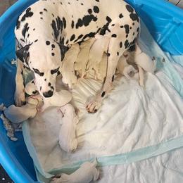 Boy 5 - White and black male Dalmatian puppy in New Straitsville, Ohio from Woofter Dalmatians