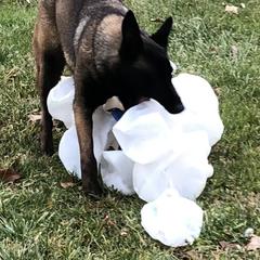 Kola - Belgian Malinois