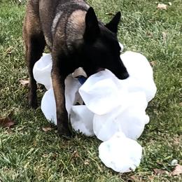 Kola - Belgian Malinois