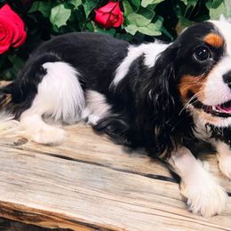 Legend - Cavalier King Charles Spaniel